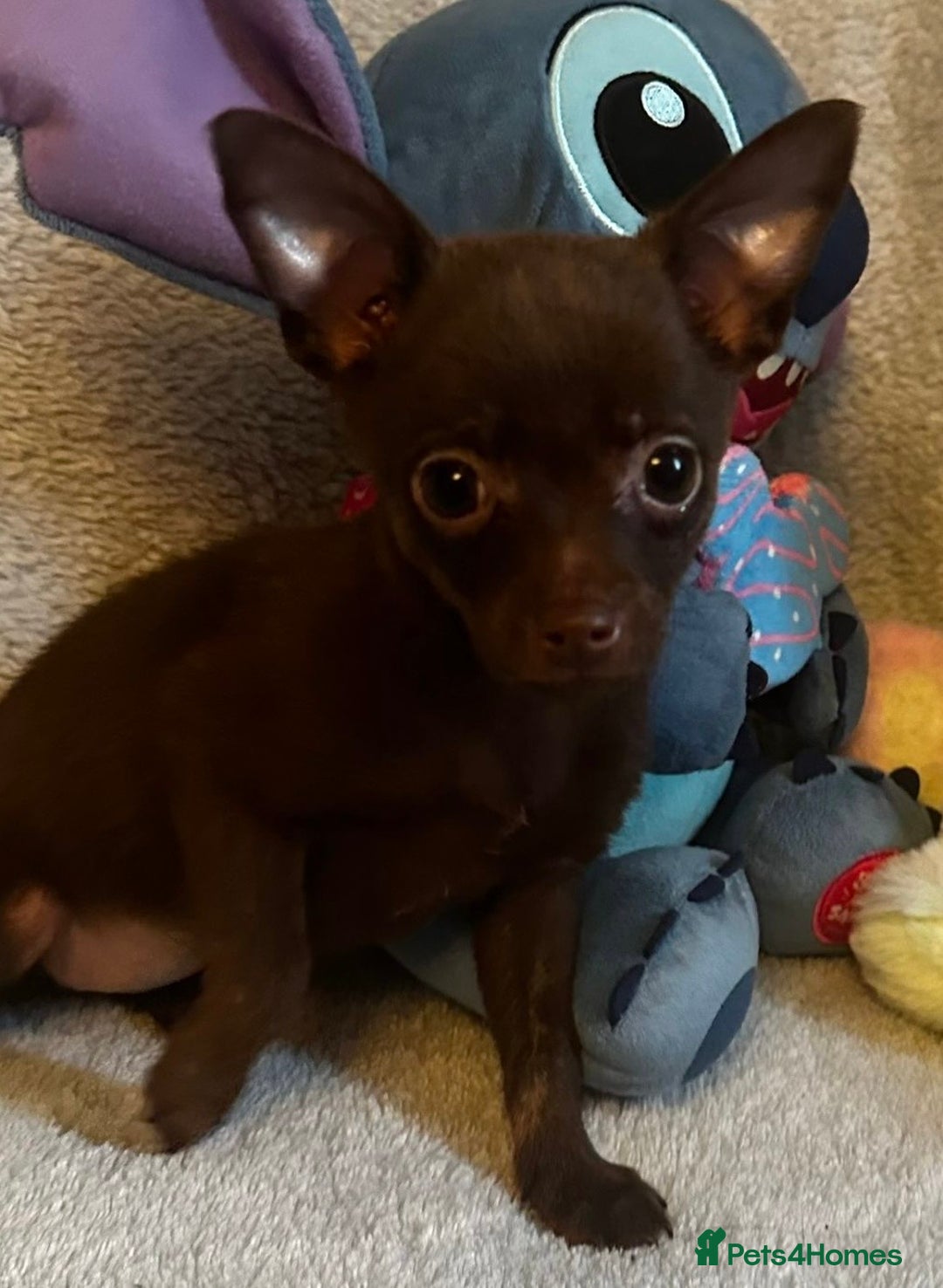 Mixed Breed dogs for sale: Chihuahua x  - Image 25
