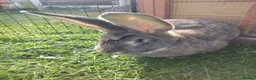 Continental Giant rabbits for sale: Adult Pure continental giant rabbit female  - Advert 1