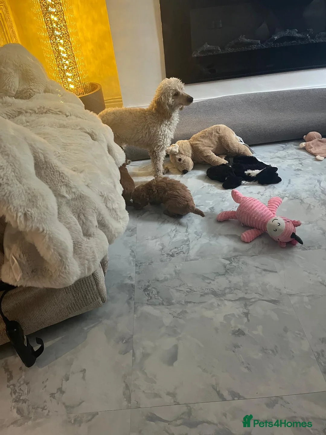 Toy Poodle dogs for sale: Toy poodle puppies - Advert 1