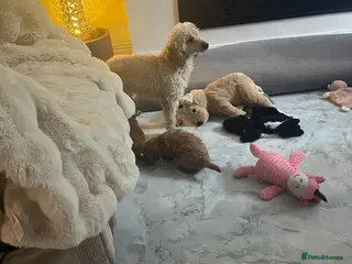 Toy Poodle dogs Toy poodle puppies - Advert 5