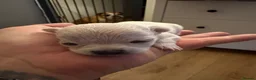 Chihuahua dogs for sale: Adorable Chihuahua Puppies Ready for Loving Homes - Advert 23