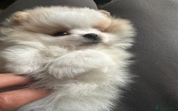 Pomeranian dogs for stud: Olaf white Pomeranian stud in Liverpool - Image 18