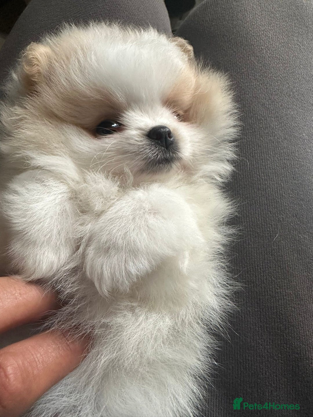 Pomeranian dogs for stud: Olaf white Pomeranian stud in Liverpool - Image 18