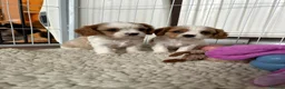 Cavalier King Charles Spaniel dogs for sale: DNA Tested Cavalier King Charles Puppies - Advert 18