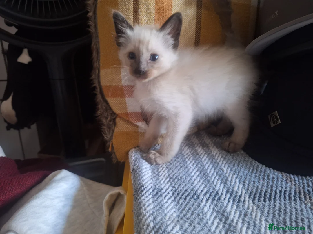 Siamese cats for sale: Stunning Chocolate point Siamese /Balinese - Advert 2