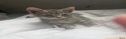Bengal cats for sale: Beautiful Bengal X kittens - Advert 1