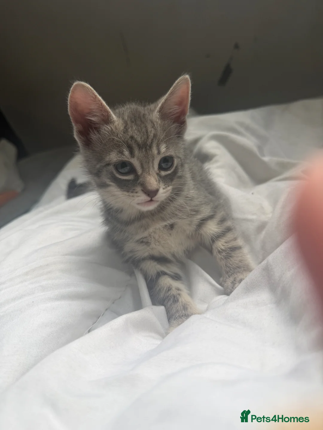 Bengal cats for sale: Beautiful Bengal X kittens - Advert 1