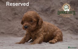 Cavapoo dogs for sale: DONNAJAYS Cavapoo’s  - Image 7