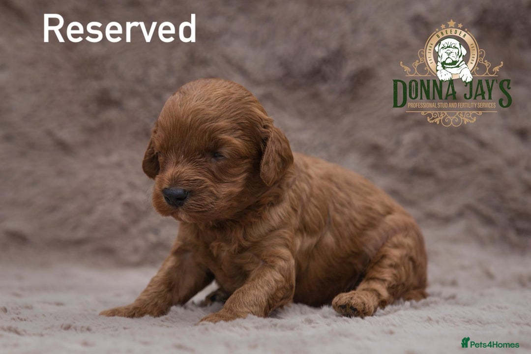 Cavapoo dogs for sale: DONNAJAYS Cavapoo’s  - Image 7