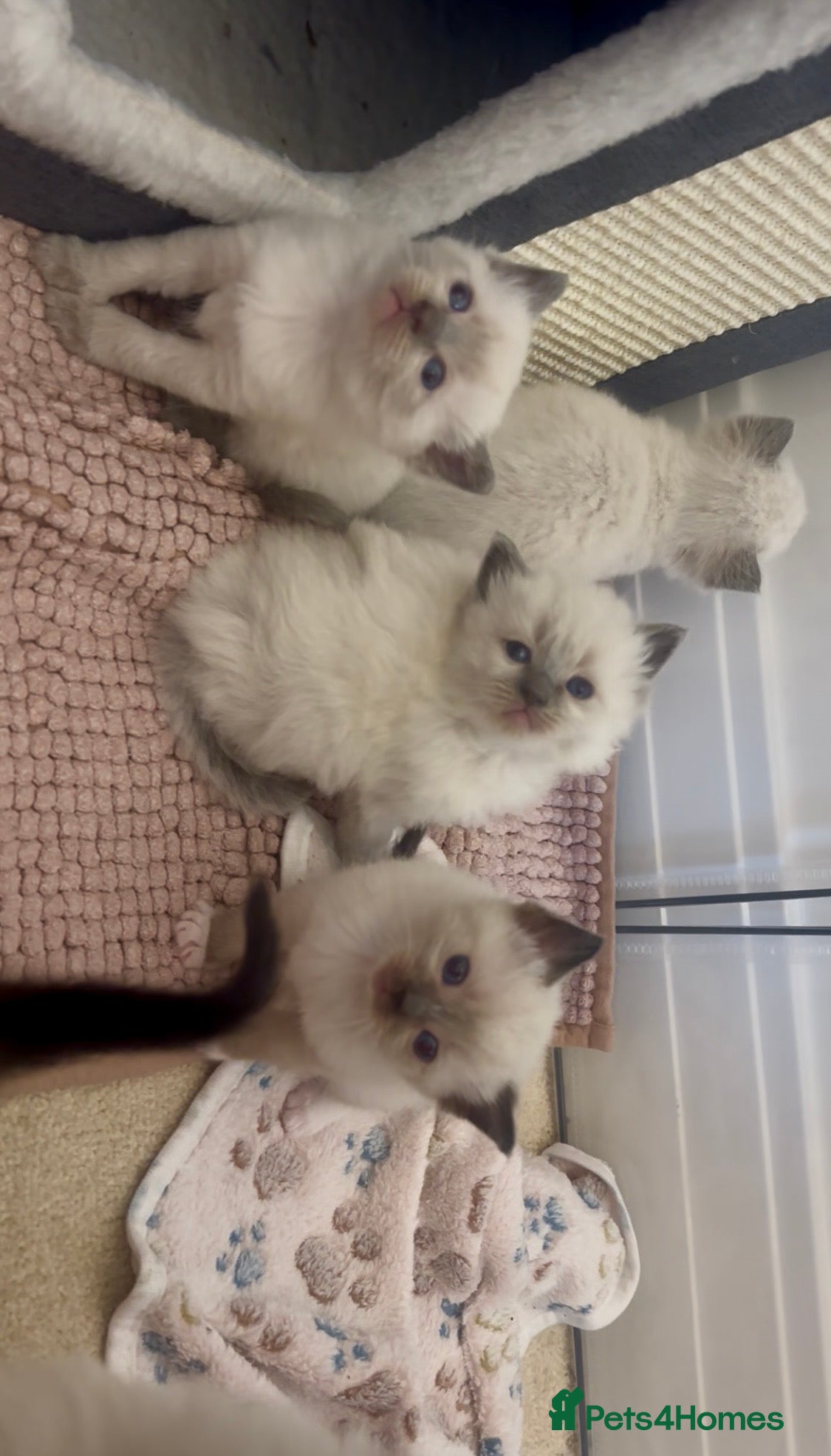 Ragamese cats GEORGEOUS SHORTHAIR SIAMESE AND LONGHAIR RAGDOLLS - Advert 1