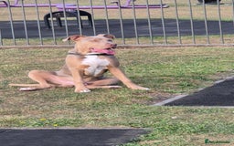 Mixed Breed dogs for sale: American bully x - Image 2