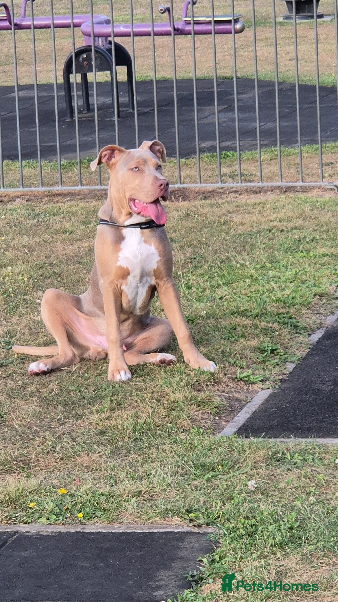 Mixed Breed dogs for sale: American bully x - Image 2