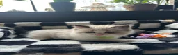 Ragdoll cats for sale: Purebred Ragdoll Kittens  - Advert 14