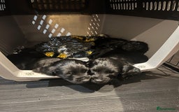 Cockapoo dogs for sale: Exceptional cockapoo pups- 1 Boy, 1 Girl left!! - Image 35