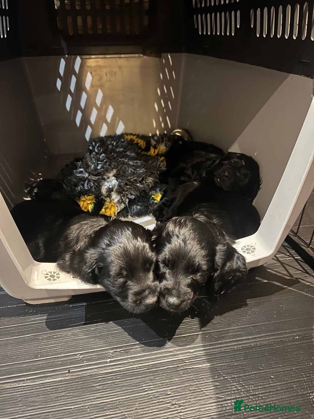 Cockapoo dogs for sale: Exceptional cockapoo pups- 1 Boy, 1 Girl left!! - Image 35