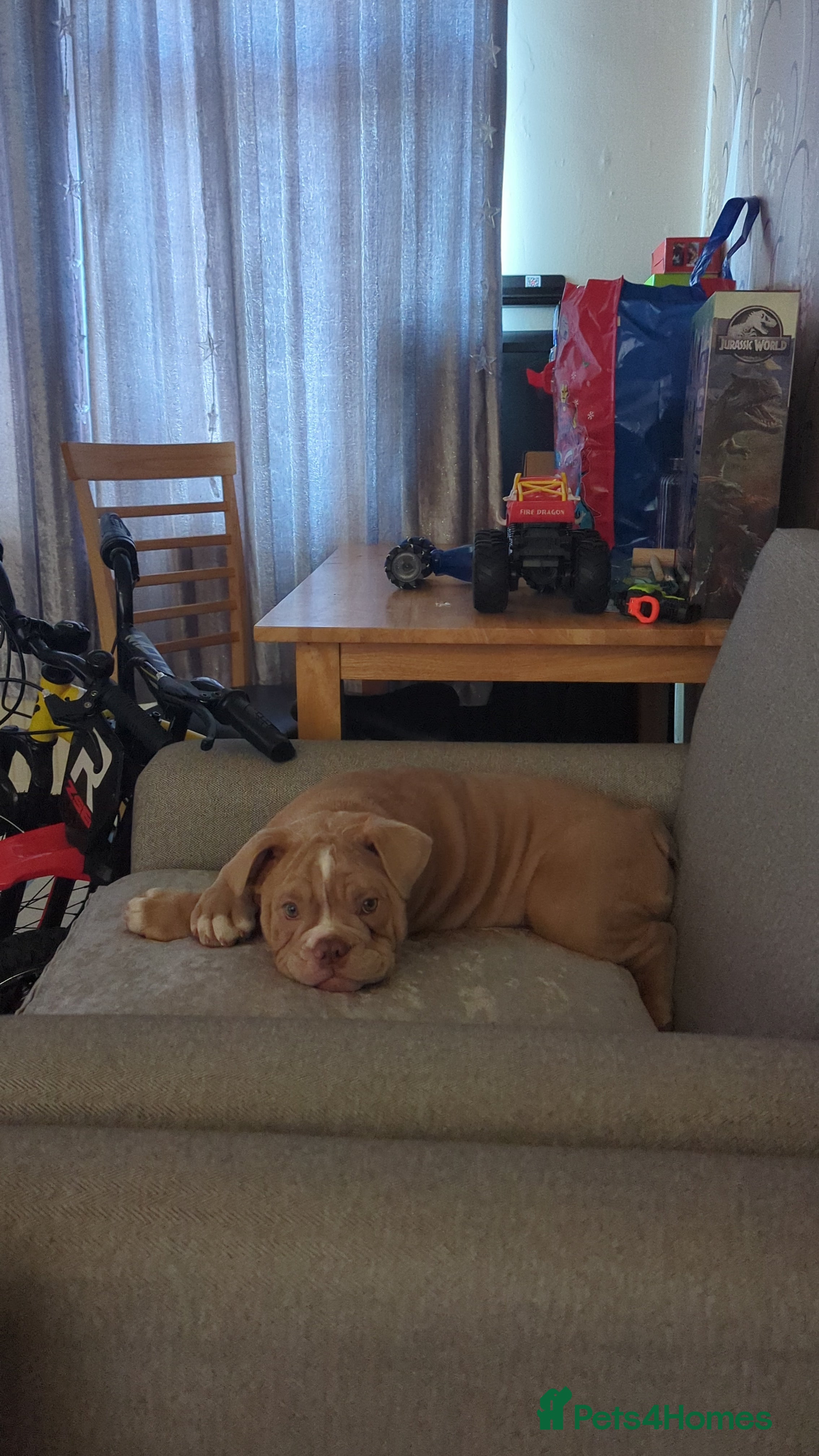 Mixed Breed dogs BEAUTIFUL GIRL LILAC OLD TYME BULLDOG  - Advert 1