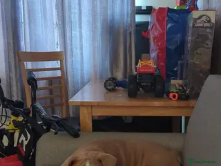 Mixed Breed dogs BEAUTIFUL GIRL LILAC OLD TYME BULLDOG - Advert 2