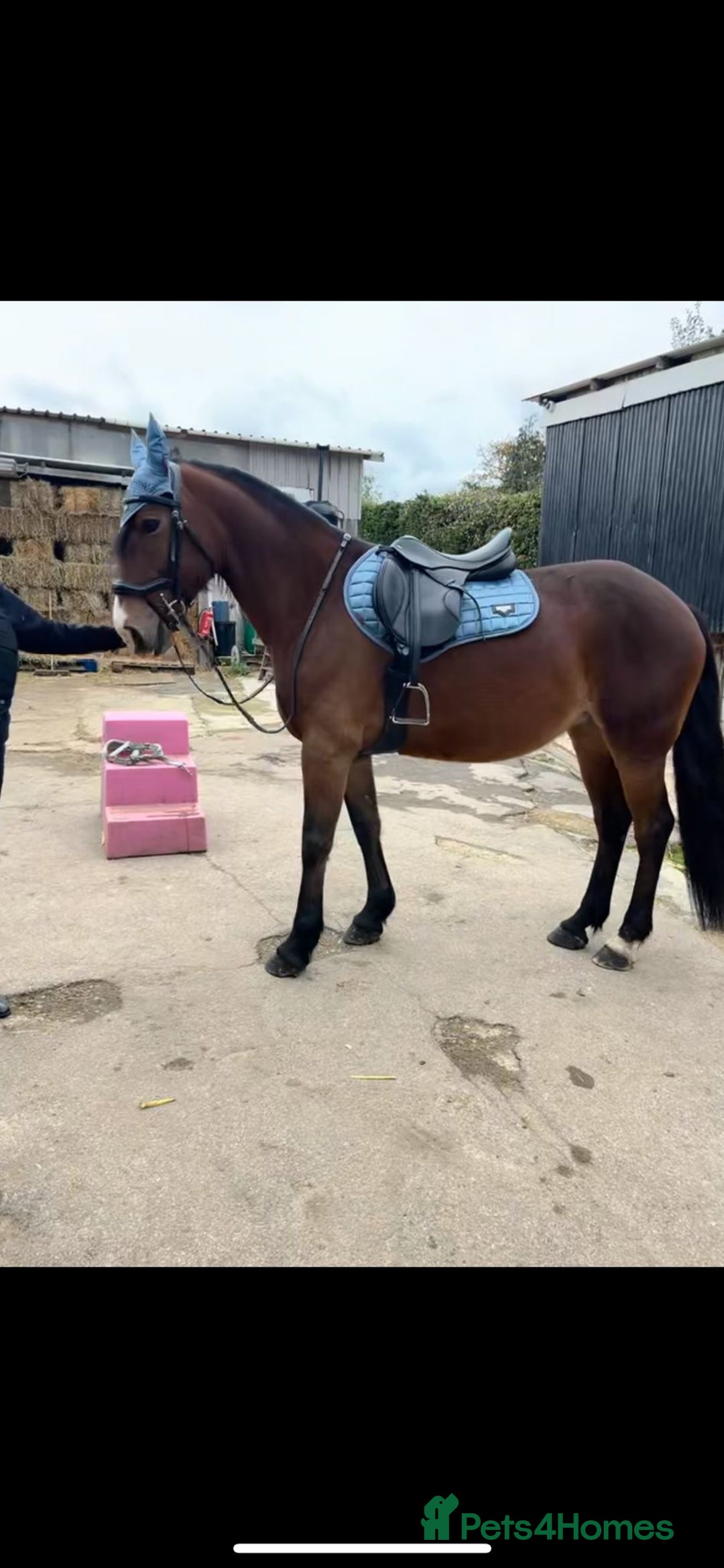 Welsh Section D horses for sale: Welsh D 15hh  Mare - Advert 3