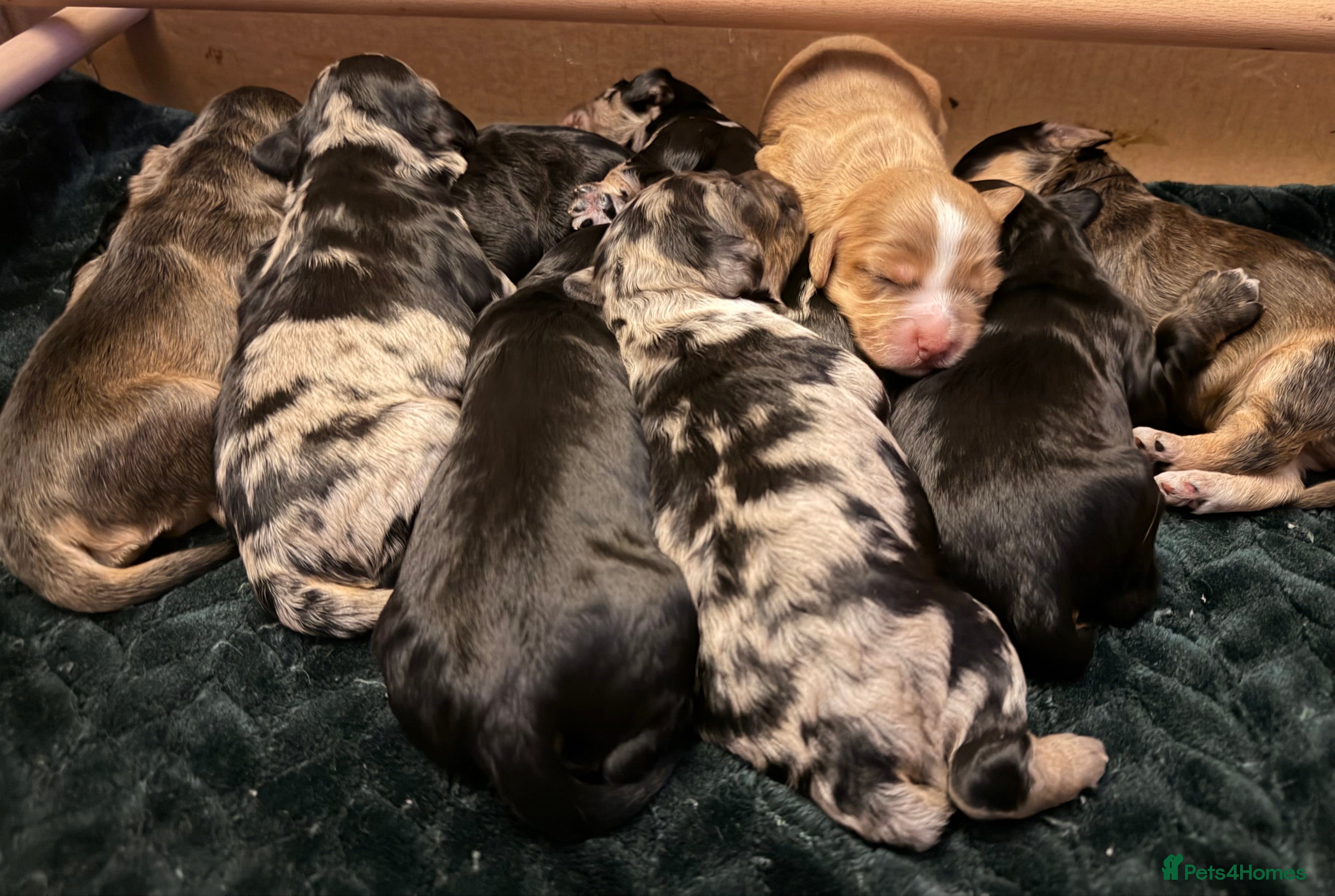 Cockapoo dogs F1 Cockapoo Puppies - Advert 7