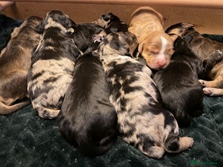 Cockapoo dogs F1 Cockapoo Puppies - Advert 10