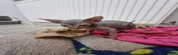 Sphynx cats for sale: Ready now tica blue - tabby canadian sphynx girl - Advert 4