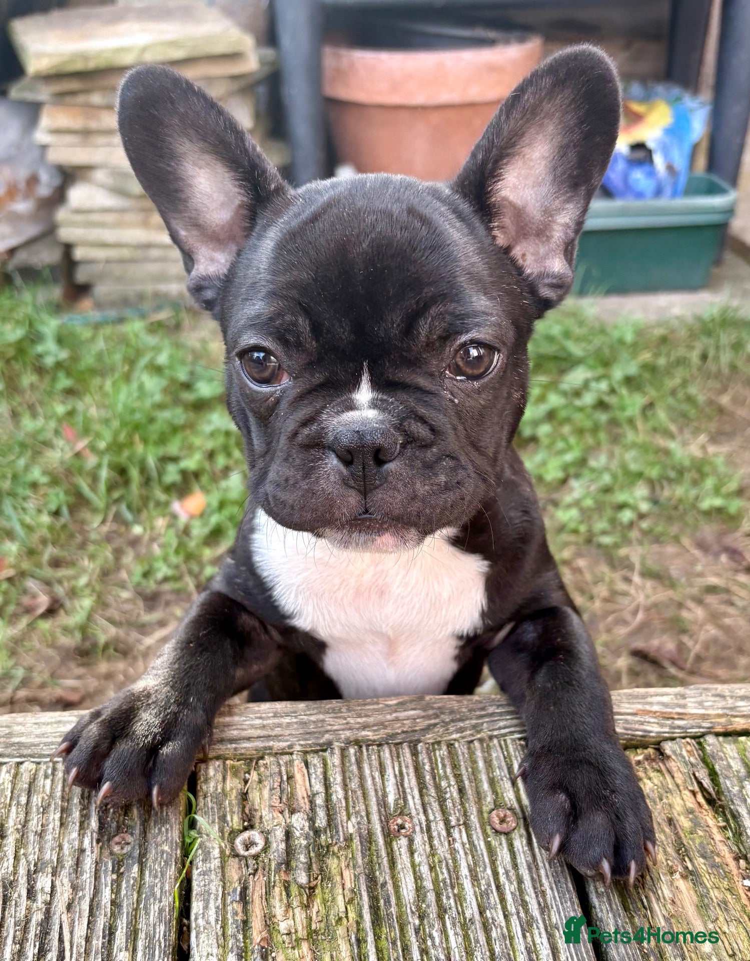 French Bulldog dogs Last male French Bulldog Puppy  - Advert 3