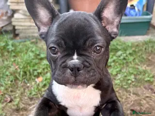 French Bulldog dogs Last male French Bulldog Puppy - Advert 3