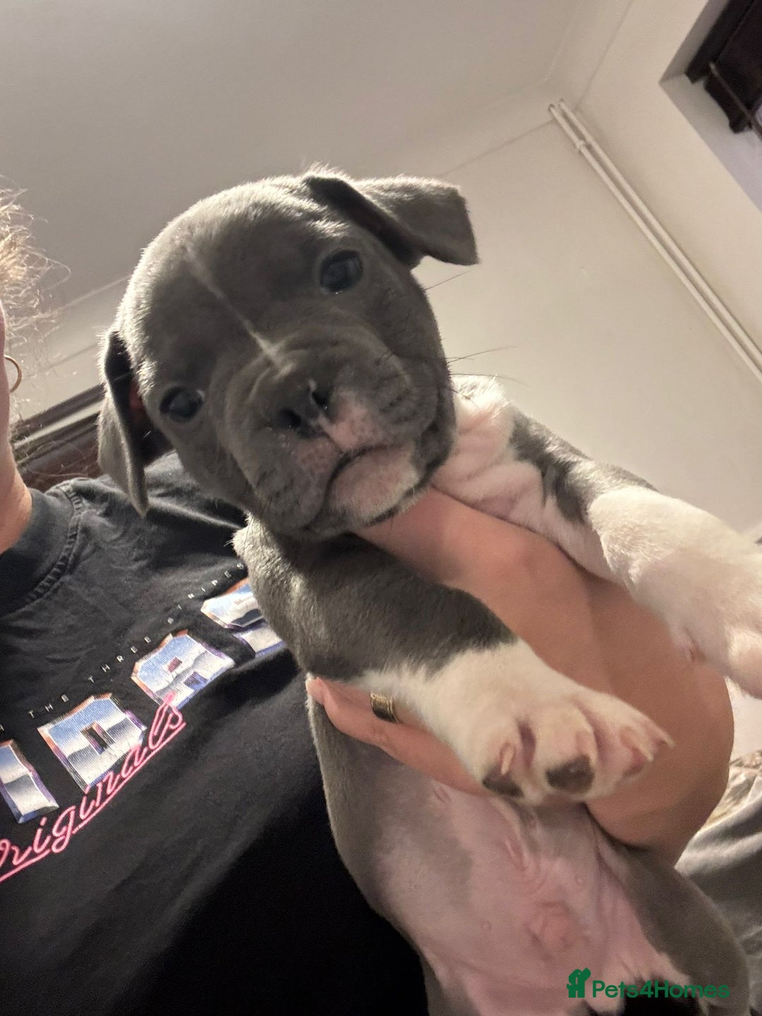 Mixed Breed dogs for sale: French bulldog x American staff - Image 14