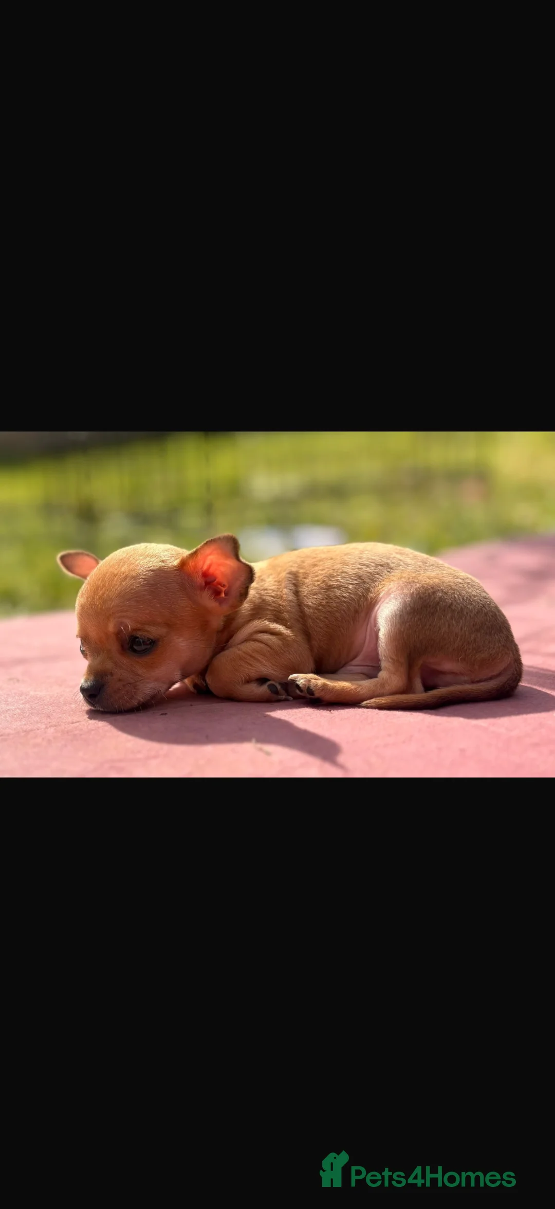 Chihuahua dogs for sale: Adorable Chiuaua pups  - Advert 6
