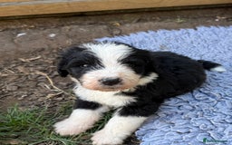 Bernedoodle dogs for sale: Bernadoodle 4 male home bred puppies  - Image 4