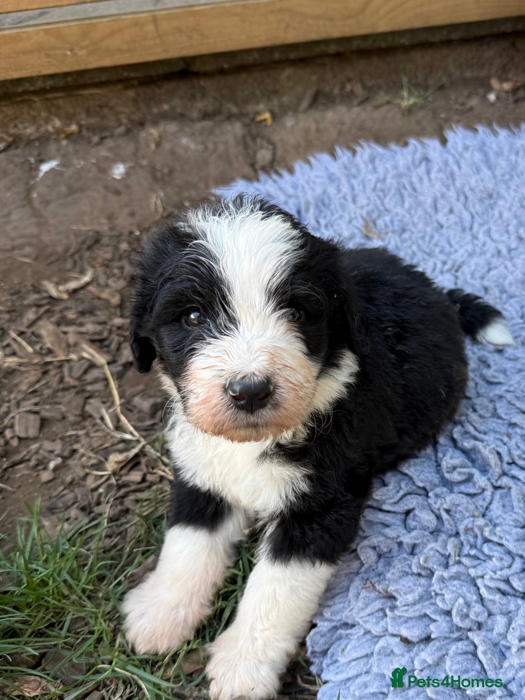 Bernedoodle dogs for sale: Bernadoodle 4 male home bred puppies  - Image 4