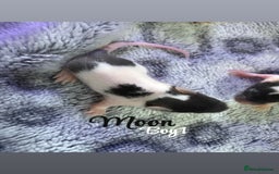 Mouse rodents for sale: Baby mice males and females  in Honiton - Image 2