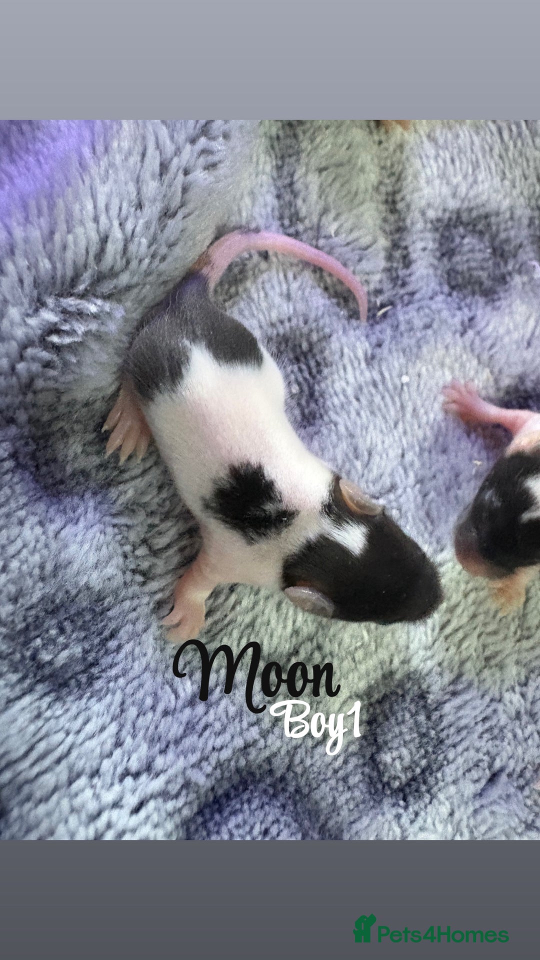 Mouse rodents for sale: Baby mice males and females  in Honiton - Image 2