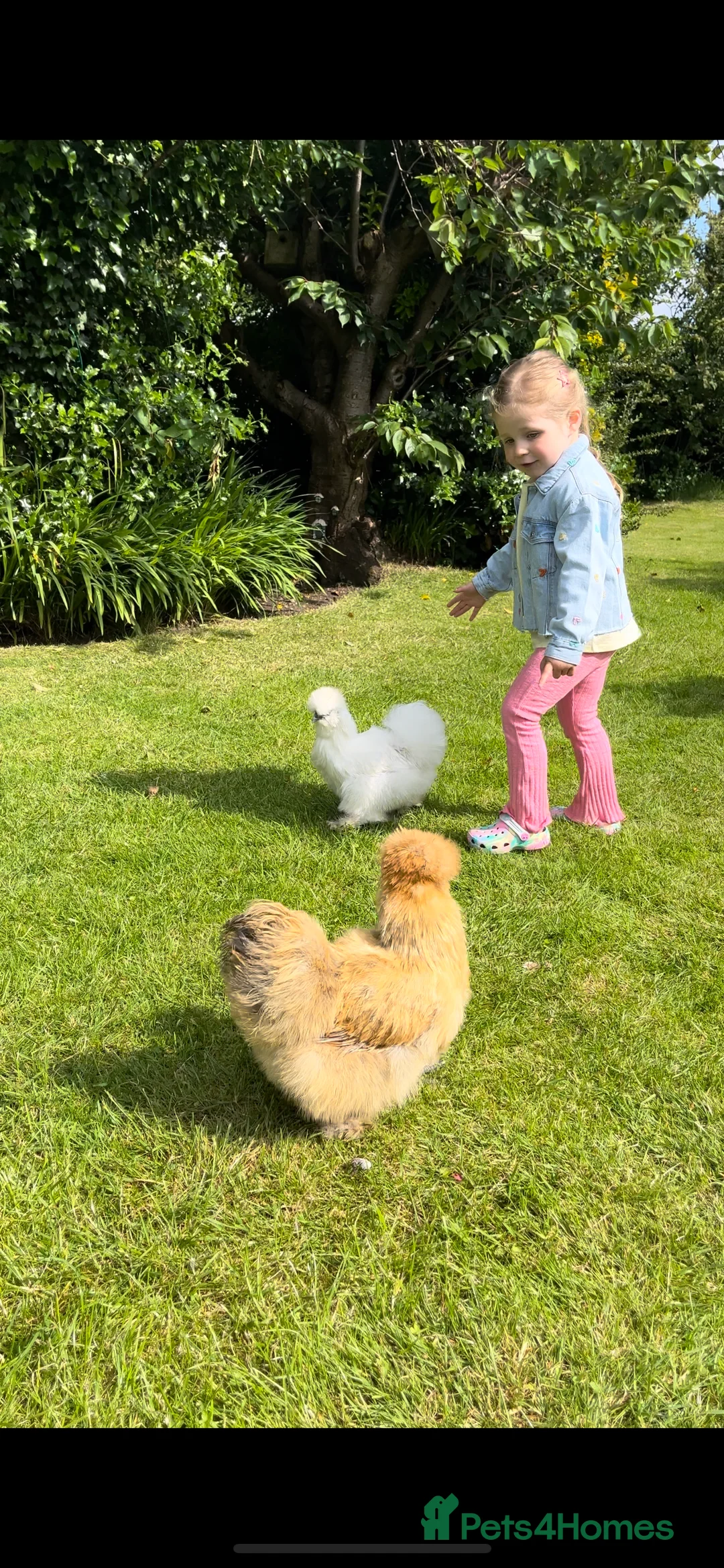 Chickens poultry for sale: Three silkies  - Advert 2