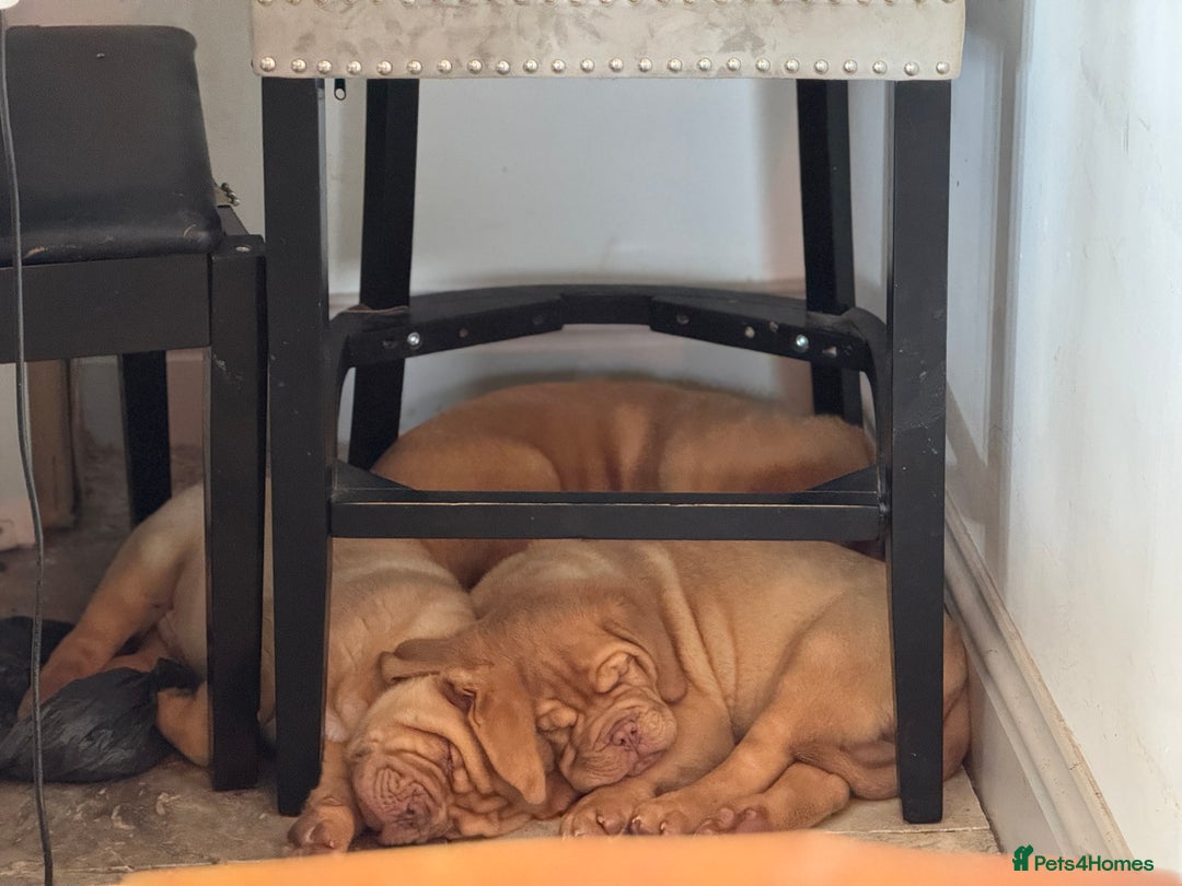 Dogue De Bordeaux dogs for sale: 🐾 Dogue de Bordeaux – Chunky True type- Ready 🐾 - Image 3