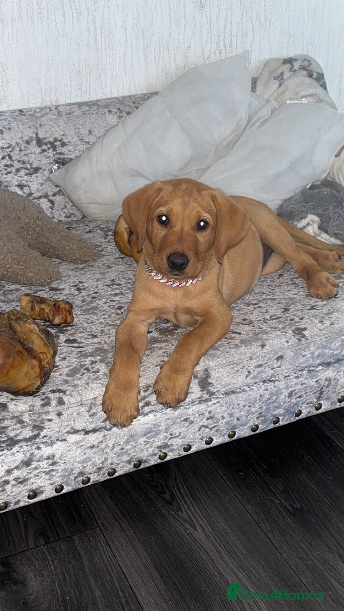 Labrador Retriever dogs Beautiful 10week Red Fox Puppy - Advert 9
