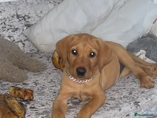 Labrador Retriever dogs Beautiful 10week Red Fox Puppy - Advert 9