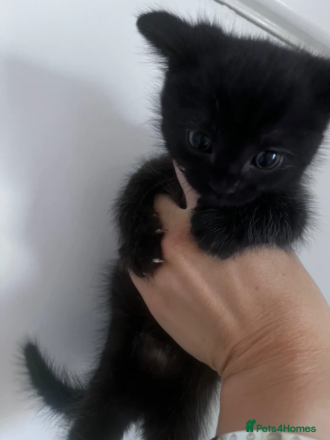British Shorthair cats for sale: 3 kittens ready to go now  - Advert 3