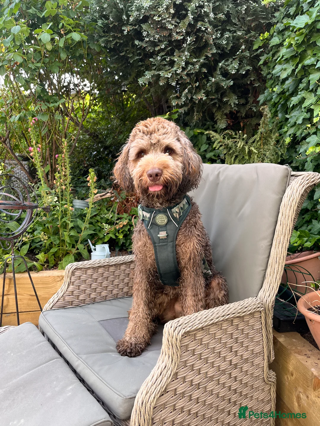 Australian Labradoodle dogs for stud: Australian Labradoodle Chocolate & White Tuxedo - Advert 4