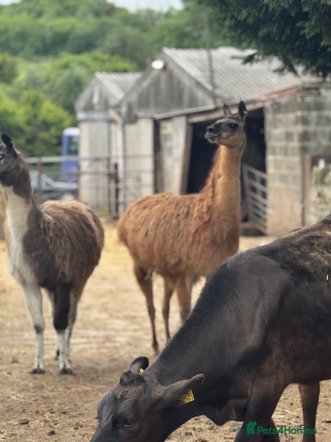 Llama livestock for sale: breeding pair of llamas - Image 3
