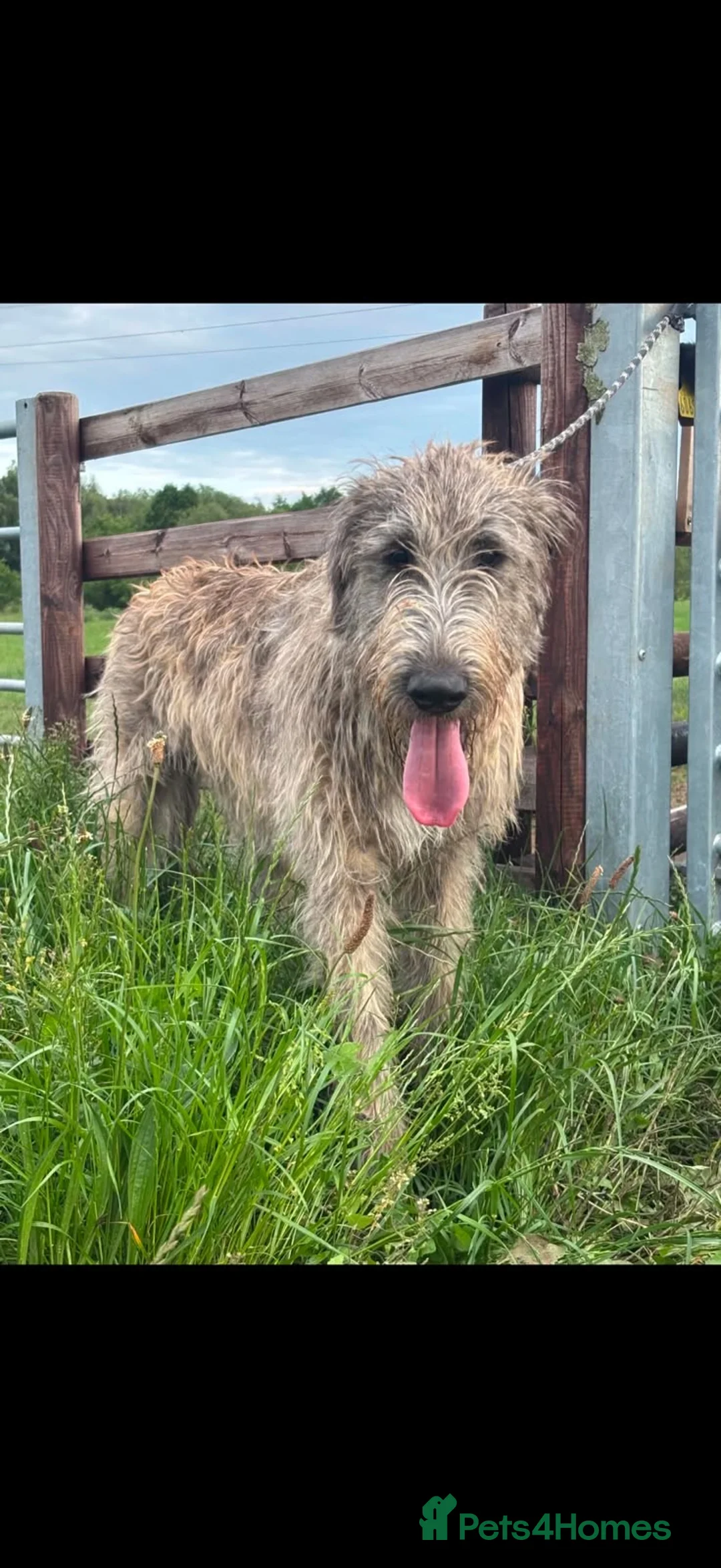 Irish Wolfhound dogs for stud: Irish wolfhound at STUD  - Advert 2