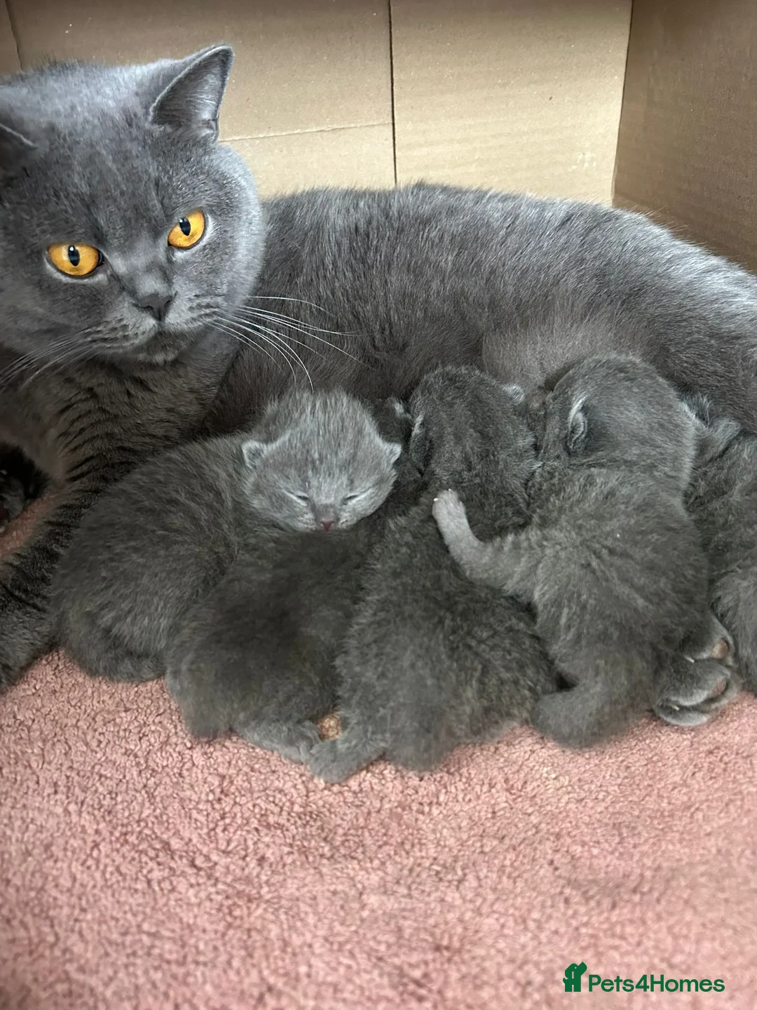 British Shorthair cats for sale: Chubby GCCF champion Litter Blue BSH in Mold - Advert 9