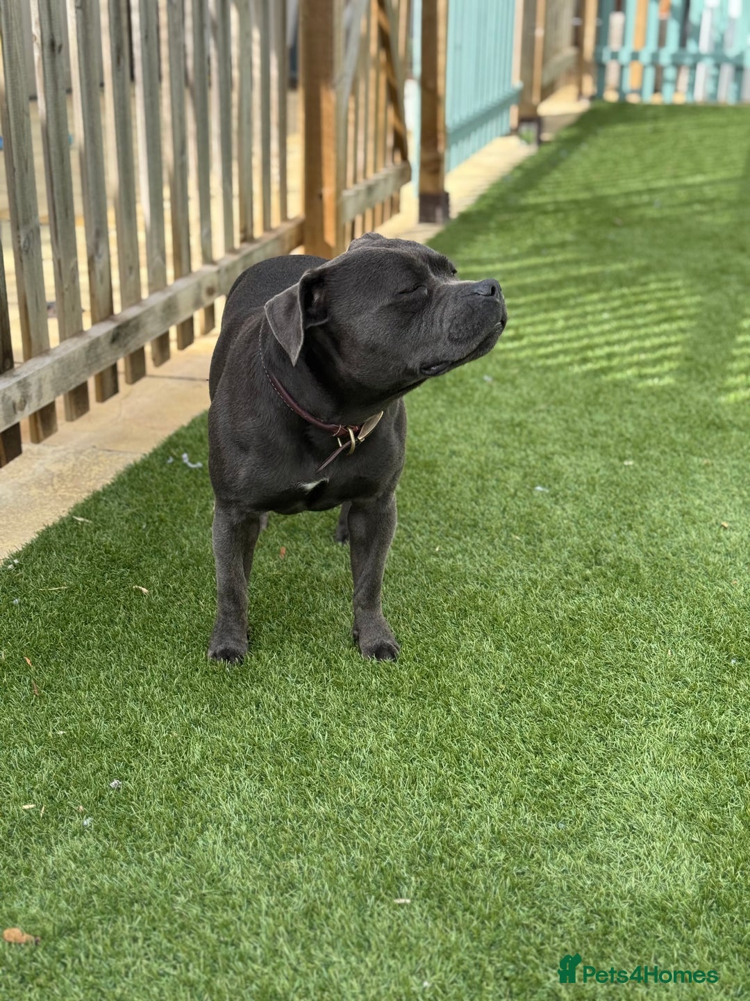 Staffordshire Bull Terrier dogs for sale: BLUE STAFFORDSHIRE BULL TERRIER BITCH  - Advert 7