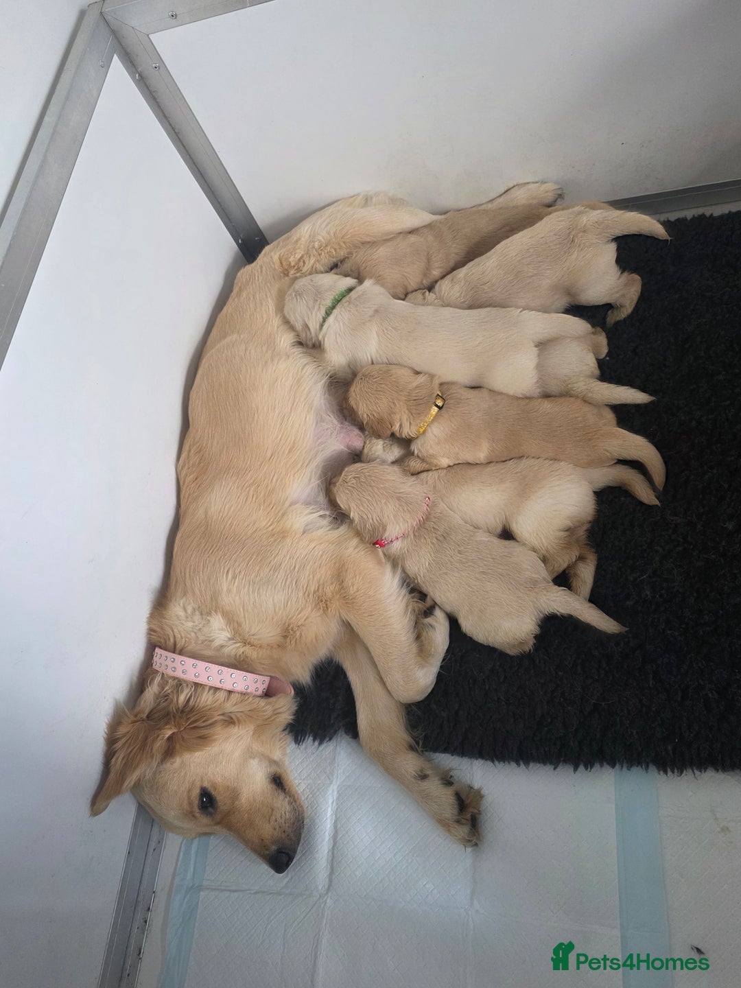 Golden Retriever dogs for sale: Golden Retriever puppies - Image 7