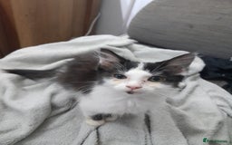Mixed Breed cats for sale: Beautiful mixed kittens with mixed ages! - Image 6