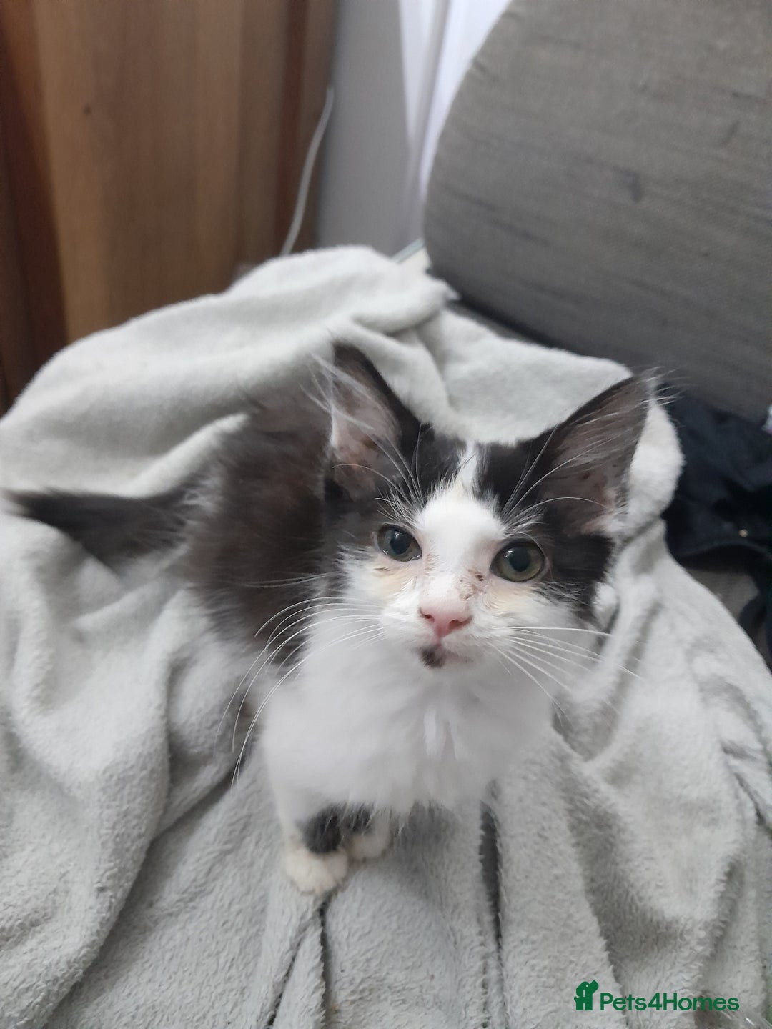Mixed Breed cats for sale: Beautiful mixed kittens with mixed ages! - Image 6