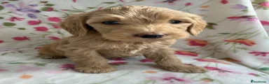 Cockapoo 7
