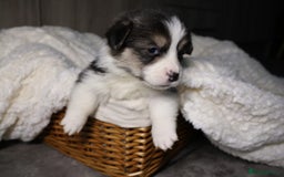 Welsh Corgi Pembroke dogs for sale: Naturally bobbed unique babies - Image 20