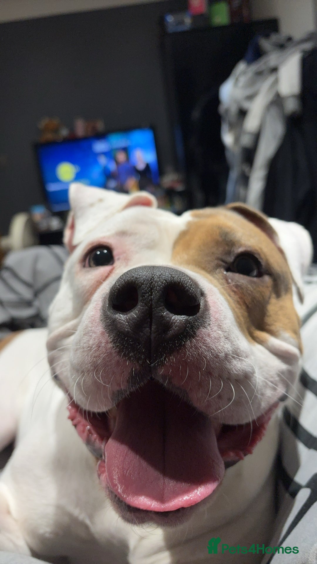 Mixed Breed dogs for sale: Looking to Rehome My Beautiful Girl, Lola - 2 yrs - Image 13