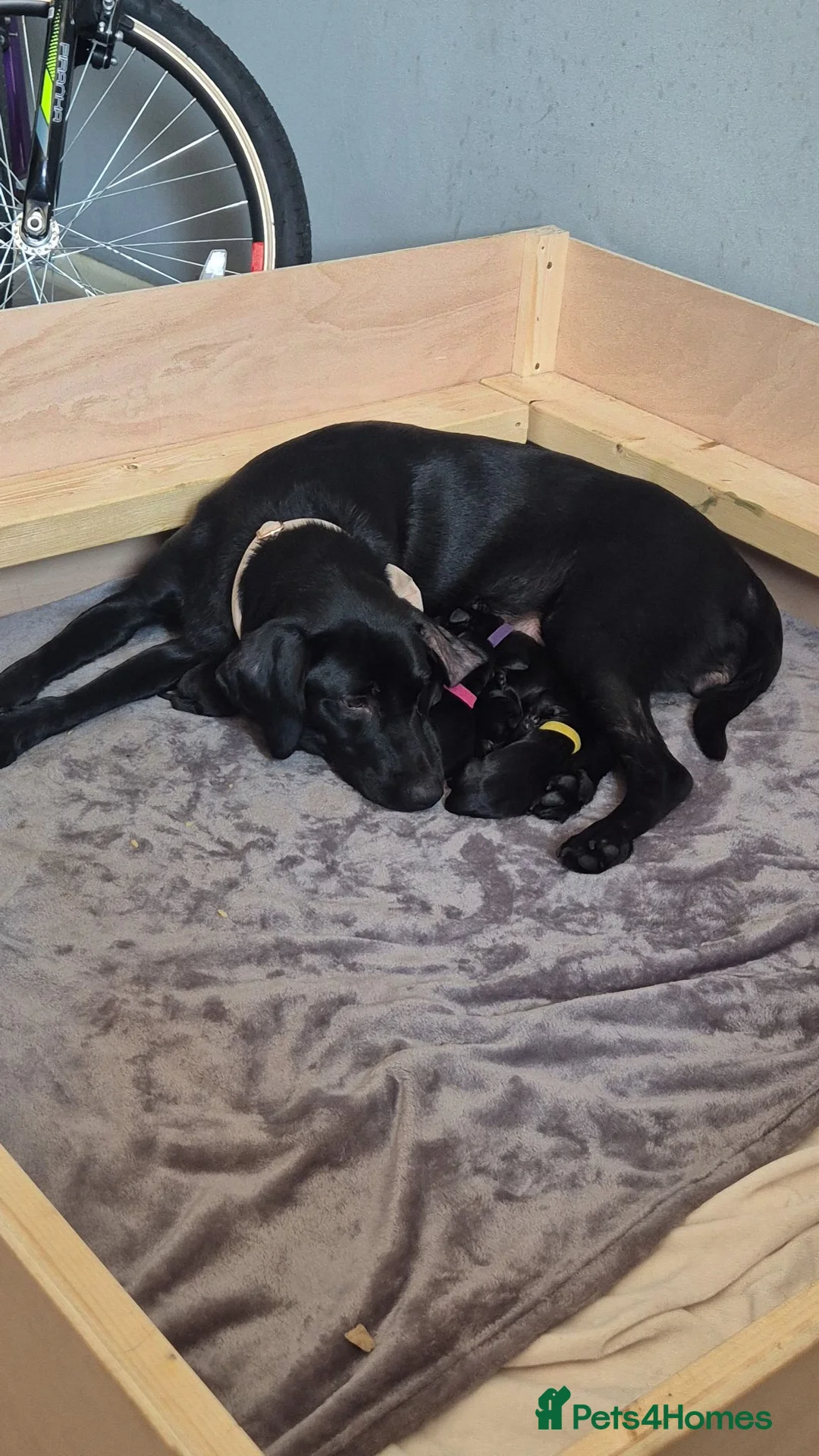 Labrador Retriever dogs for sale: Black Labrador Puppies  - Advert 7